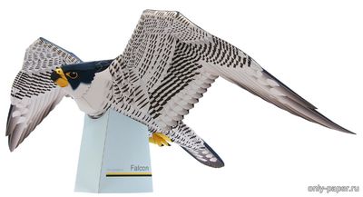 Сборная бумажная модель / scale paper model, papercraft Сокол / Falcon 