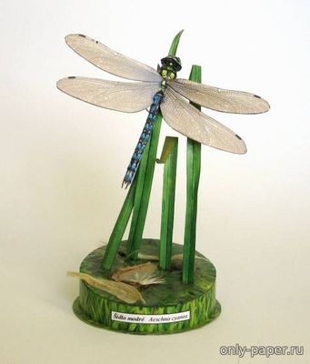 Сборная бумажная модель / scale paper model, papercraft Стрекоза / Dragonfly (sidlo modre) [ABC 18/2006] 
