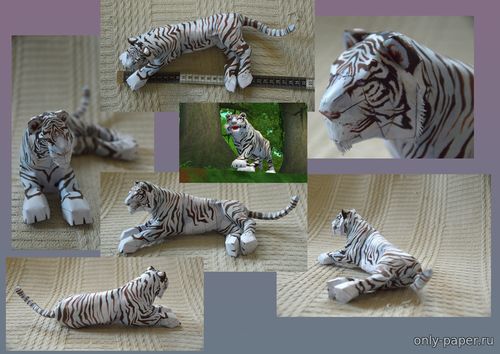 Модель бенгальского тигра из бумаги/картона
