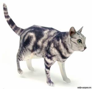 Модель короткошерстного американского кота из бумаги/картона