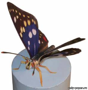 Сборная бумажная модель / scale paper model, papercraft Бабочка Sasakia charonda 