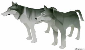 Сборная бумажная модель / scale paper model, papercraft Лесной волк / Timber Wolf 