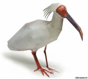 Сборная бумажная модель / scale paper model, papercraft Ибис / Crested ibis 